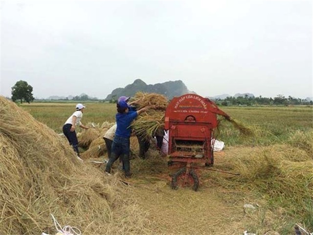 32Win12 com tại tài khoản nhanh chóng thu hoạch diện tích lúa mùa tránh bão