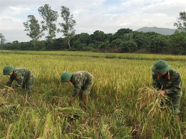 Tiểu đoàn 1 - Trung đoàn Cảnh sát Cơ Động Đông Bắc giúp dân thu hoạch lúa tránh bão