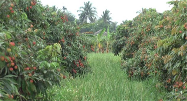 Sản lượng vải chín sớm Phương Nam năm 2015 đạt 1.050 tấn