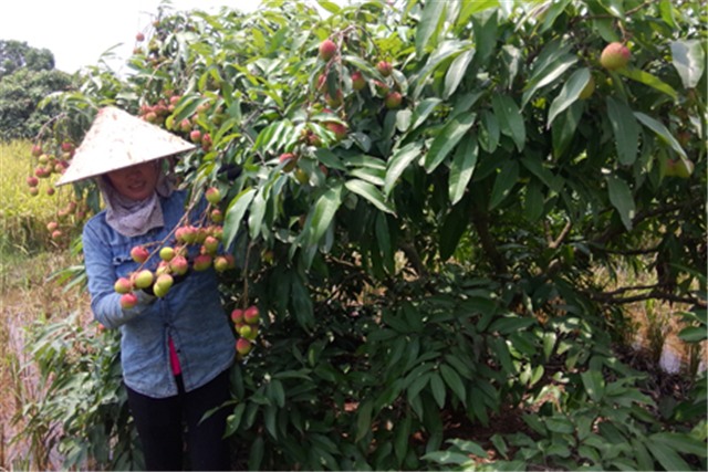 Mở 3 điểm giới thiệu sản phẩm vải chín sớm Phương Nam tại TP Hạ Long