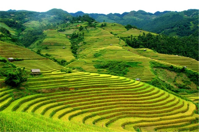 Thông báo bán đấu giá QSDĐ và tài sản trên đất