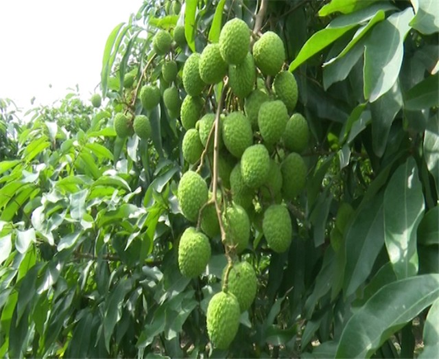 Phường Phương Nam chủ động kết nối cung - cầu trong vụ thu hoạch vải chín sớm 2016