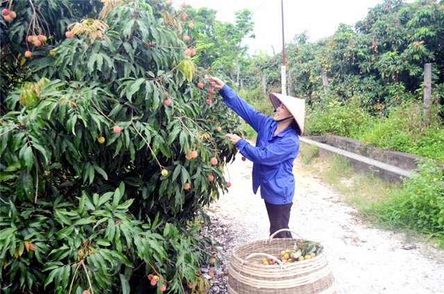 Được mùa vải chín sớm Phương Nam