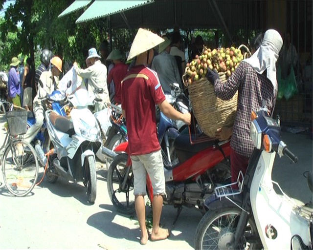 Ghi từ vụ thu hoạch vải chín sớm Phương Nam năm 2016