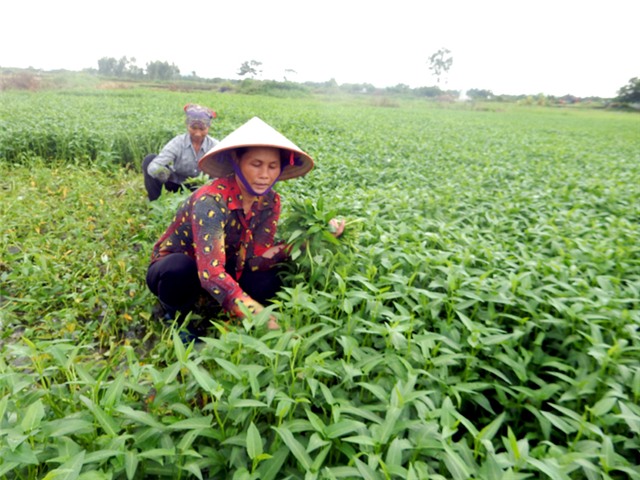 Nữ chủ nhiệm CLB Rau an toàn dám nghĩ, dám làm