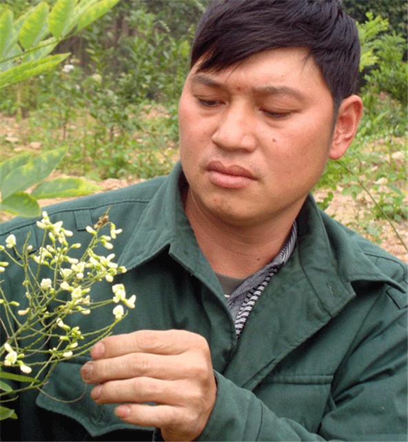 Người tạo niềm tin cho nông dân trồng cây hòe