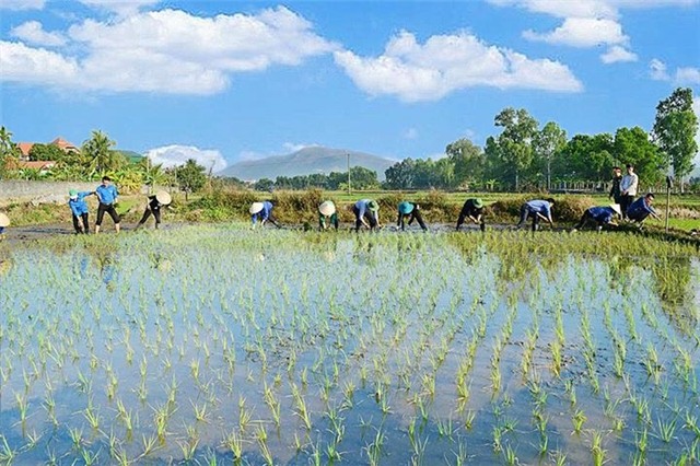 Phường Quang Trung phát động xuống đồng sản xuất