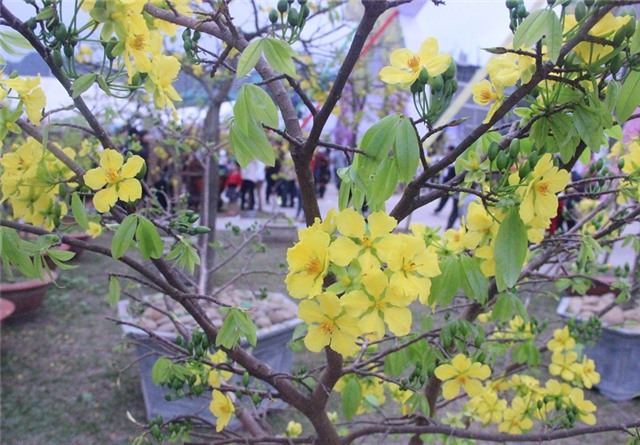 Mai vàng khoe sắc rực rỡ trong lễ hội Hoa Anh đào – Mai vàng Yên Tử Hạ Long