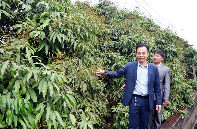 Để nâng cao giá trị quả vải chín sớm Phương Nam