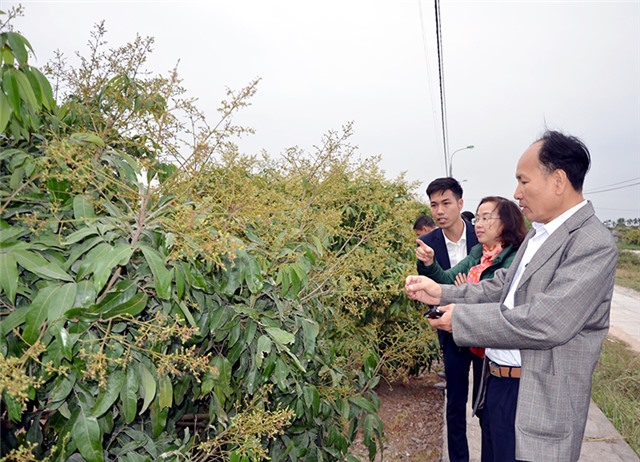 Sớm áp dụng quy trình VietGAP cho vải chín sớm Phương Nam