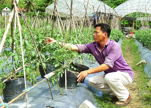 Tăng cường đảm bảo VSATTP trong nông nghiệp