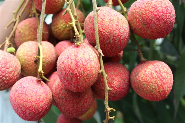 Thí điểm thành công mô hình bao chùm quả vải chín sớm Phương Nam