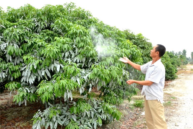 Nâng cao giá trị cho vải chín sớm Phương Nam
