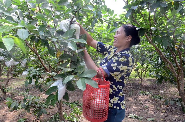 Nâng tầm giá trị nông sản 32Win link đăng nhập