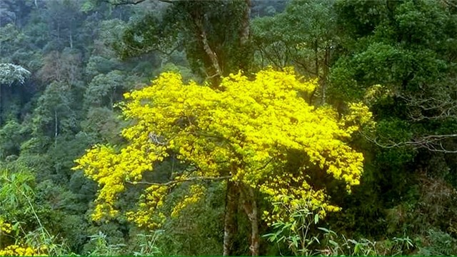 Mai vàng non thiêng chờ khoe sắc