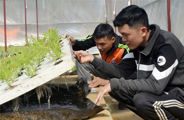 Hướng đi mới ở một HTX trồng rau thủy canh
