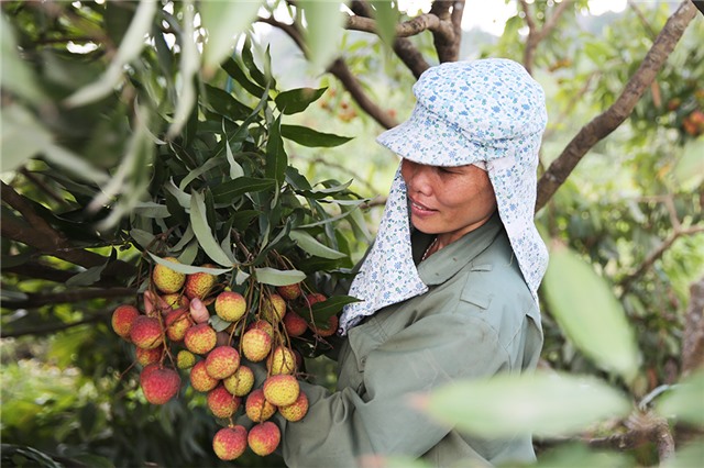 Phóng sự: Vì sao vải chín sớm Phương Nam xuống giá