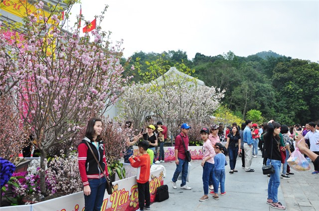 Lễ hội Hoa Anh Đào - Mai vàng Yên Tử 2019 sẽ diễn ra từ ngày 9-17/3