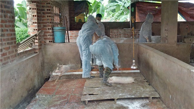 Xuất hiện ổ dịch tả lợn châu Phi thứ 2 ở Đông Triều