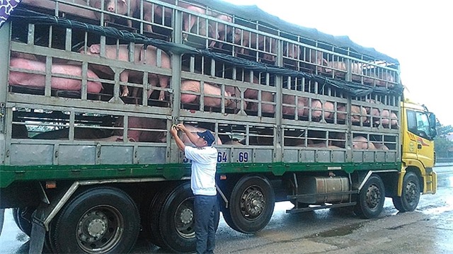 Ngăn chặn, xử lý nghiêm việc vận chuyển trái phép lợn và sản phẩm từ lợn