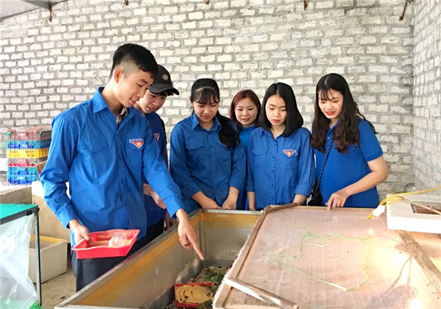 Đoàn phường Phương Đông: ra mắt mô hình nuôi dế thương phẩm