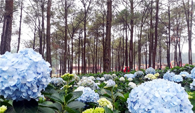 Thung lũng hoa giữa lòng "Đà Lạt thu nhỏ"