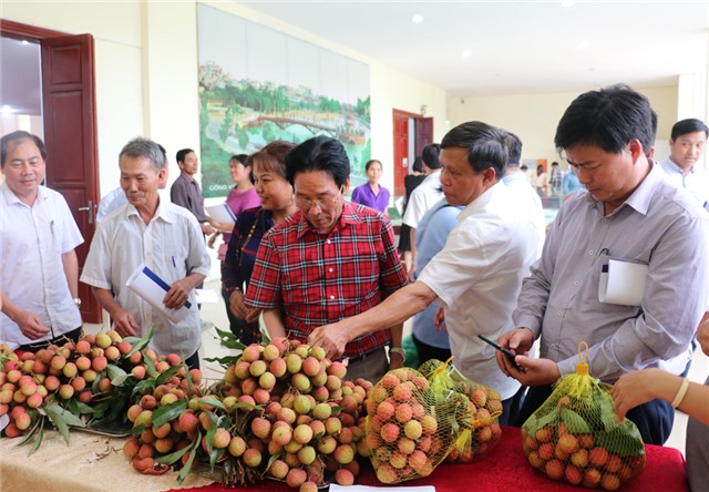 Phóng sự: Nâng cao chất lượng sản phẩm vải chín sớm Phương Nam