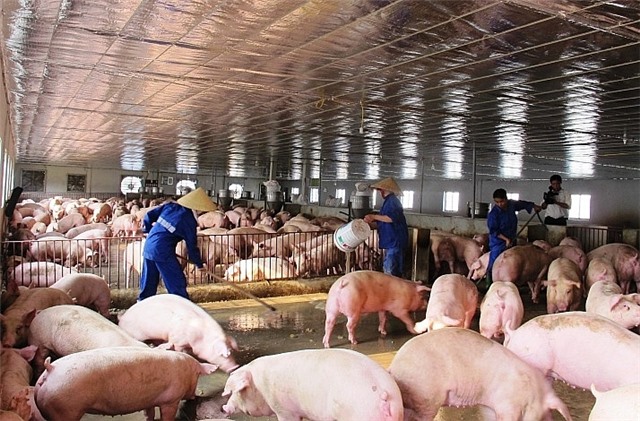 Hỗ trợ 80% giá thị trường cho người chăn nuôi bị dịch tả lợn