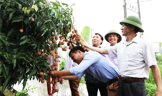 Niềm vui vải chín sớm Phương Nam