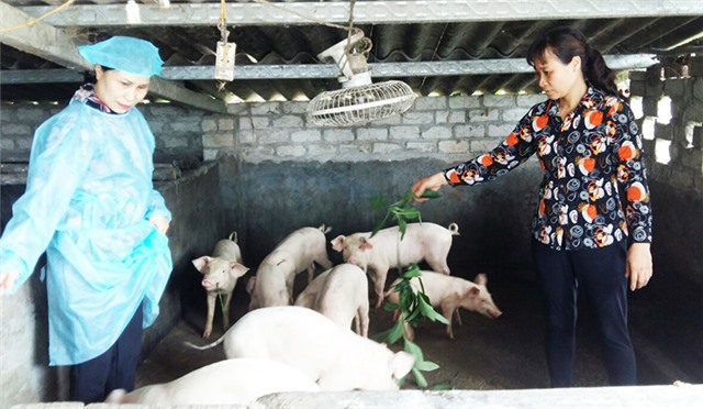 Kích cầu tiêu thụ thịt lợn