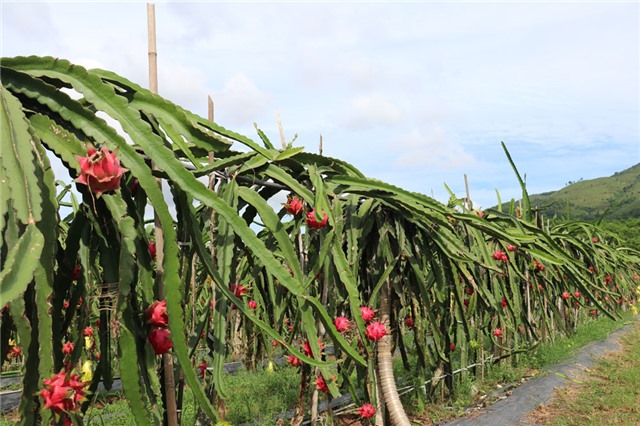 Cho những mùa thanh long ruột đỏ bội thu
