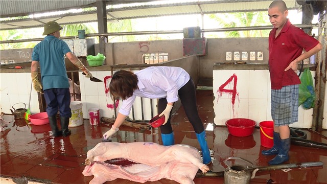 Không để lợn bệnh vào các cơ sở giết mổ