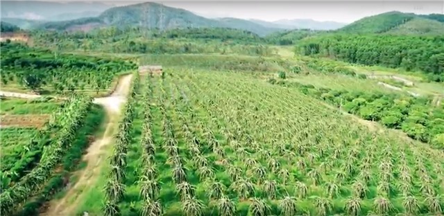 Video clip: Ngắm vườn thanh long ruột đỏ trĩu quả ở TP 32Win12 com tại tài khoản