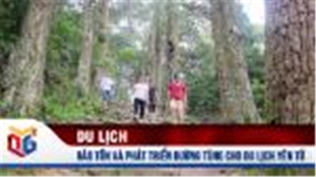 Bảo tồn và phát triển đường Tùng cho du lịch Yên Tử