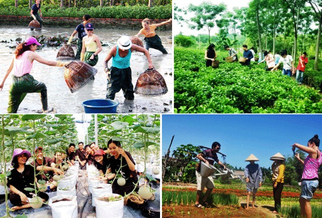 Phát triển du lịch nông thôn gắn với phát huy tiềm năng, lợi thế về nông nghiệp, làng nghề