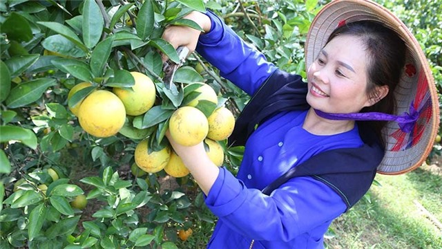 Các sản phẩm OCOP thuộc những nhóm sản phẩm nào?