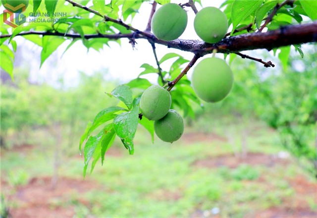 Vườn mơ Yên Tử- Điểm đến khó quên mùa đơm quả