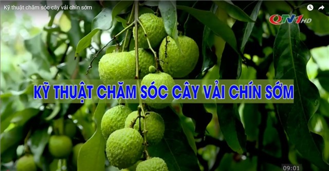 Kỹ thuật chăm sóc cây vải chín sớm