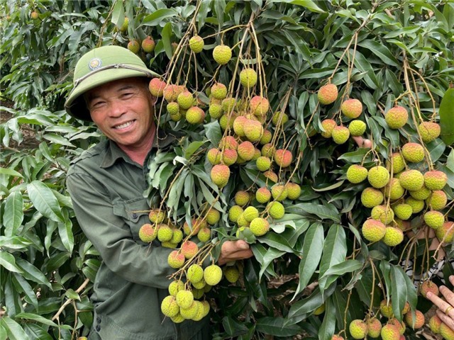 Hành trình đưa vải chín sớm ra thị trường bằng công nghệ số