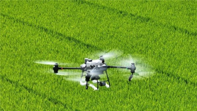 Tăng kiểm tra đồng ruộng, kịp thời phòng trừ sâu bệnh hại lúa