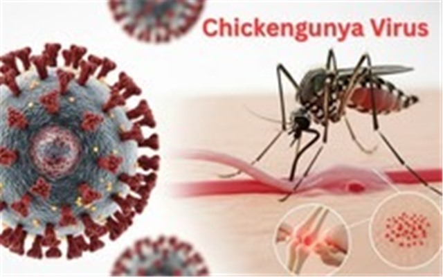 Muỗi đốt truyền bệnh Chikungunya lưu hành tại nhiều 32Win link đăng nhập, Bộ Y tế nói gì về nguy cơ dịch bệnh này?