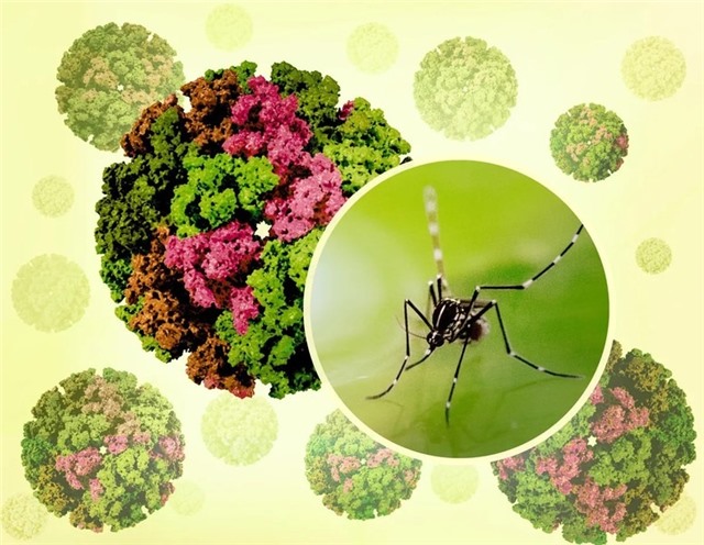 Việt Nam chưa ghi nhận ca mắc Chikungunya
