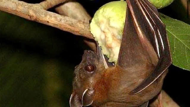 Chuyên gia lý giải nguyên nhân virus Nipah có tỷ lệ tử vong cao